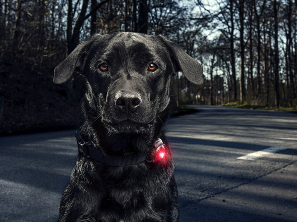 Фонарь для собак Orbiloc Dog Dual Signal Colours, красный в Калининграде